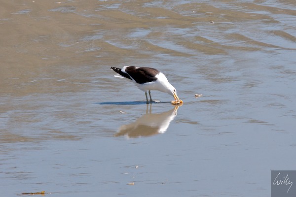 New Zealand 09 10  190